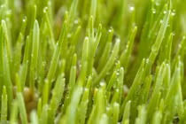 13 loại rau giải độc cơ thể có hiệu quả rõ rệt