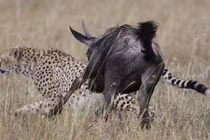 Linh dương đầu bò điên tiết húc tung báo đói lên trời