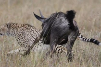 Linh dương đầu bò điên tiết húc tung báo đói lên trời