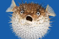 Giật nảy mình với top thực phẩm nguy hiểm nhất thế giới