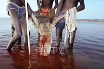 Bộ tộc nhỏ bé và kỹ nghệ săn cá sấu, hà mã 