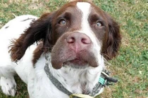 Ngắm những khuôn mặt biến dạng của cún cưng vì... ong