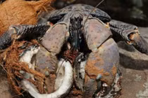 Loài cua khổng lồ quái vật, bổ được dừa, ăn được rùa