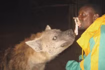 Xem dân Ethiopia cho linh cẩu ăn bằng... miệng