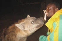 Xem dân Ethiopia cho linh cẩu ăn bằng... miệng