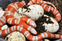 10 quái vật hai đầu kinh dị từng có trên hành tinh