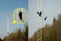 Hãi hùng xem gấu leo cột điện bắt... quạ con