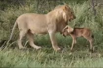 Sư tử truy sát ngựa con và cái kết bất ngờ
