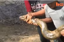 Rùng rợn màn giải cứu trăn khổng lồ mắc kẹt