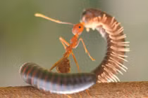 Kiến lực sỹ nhấc bổng rết khổng lồ