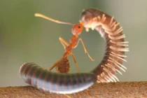 Kiến lực sỹ nhấc bổng rết khổng lồ