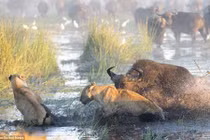 Trâu rừng liều mình húc tung sư tử đói cứu nghé