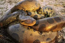 Zoom trăn quái vật khổng lồ ăn thịt hà mã