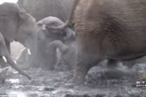 Đàn voi hốt hoảng cứu nguy 3 chú voi con mắc kẹt