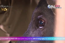 Chuyện ly kỳ về “con trâu mang trái tim người” 