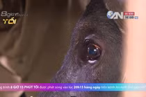 Chuyện ly kỳ về “con trâu mang trái tim người” 