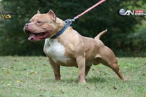 Kinh hãi cảnh chó Pitbull cắn xé đồng loại đến chết