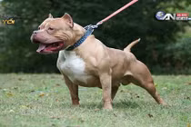 Kinh hãi cảnh chó Pitbull cắn xé đồng loại đến chết