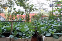 Vườn rau trên sân thượng cho 4 gia đình ở Hà Nội
