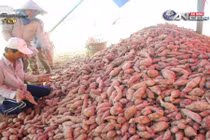 Chuyện không thể tin ở "vương quốc khoai lang tím" Vĩnh Long