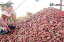 Chuyện không thể tin ở "vương quốc khoai lang tím" Vĩnh Long