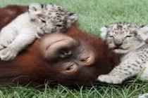 Kỳ lạ chuyện đười ươi chăm 3 con hổ con