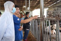 Lâm Đồng: Vaccine có ảnh hưởng đến việc bò chết hàng loạt