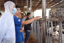 Lâm Đồng: Vaccine có ảnh hưởng đến việc bò chết hàng loạt