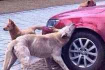 Chú chó gọi cả đàn phá xe bốn bánh vì bị đánh