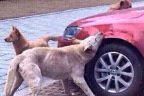 Chú chó gọi cả đàn phá xe bốn bánh vì bị đánh