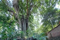 Đẹp nao lòng rặng thị trăm tuổi mùa quả chín ở Đồ Sơn