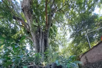 Đẹp nao lòng rặng thị trăm tuổi mùa quả chín ở Đồ Sơn