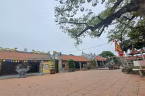 Vãn cảnh đền Mõ, chiêm ngưỡng cây gạo nhiều tuổi nhất Việt Nam