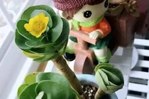 5 cây cảnh mang chữ tiền, hút tài lộc, giữ của cho gia chủ