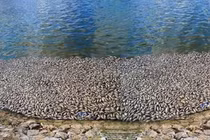 Hải Phòng: Đang khắc phục tình trạng cá chết trắng hồ An Biên