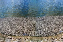 Hải Phòng: Đang khắc phục tình trạng cá chết trắng hồ An Biên