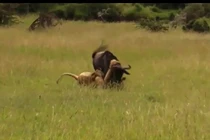 Nghỉ trưa của linh dương đầu bò thành “giấc ngủ ngàn thu“