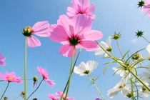 Trẻ sinh vào 3 tháng Âm lịch này gánh lộc về cho cha mẹ