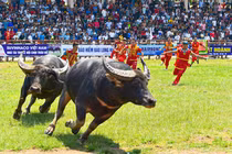 Thịt trâu tại lễ hội chọi trâu Đồ Sơn 2022 sẽ được niêm yết bán đúng giá