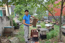 Cận cảnh đàn ong mang về hàng trăm triệu cho Giám đốc HTX