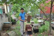 Cận cảnh đàn ong mang về hàng trăm triệu cho Giám đốc HTX