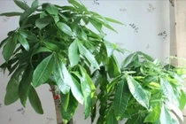 Ngày Tết trồng 3 cây này trong phòng khách, con cháu mãi giàu sang