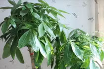 Ngày Tết trồng 3 cây này trong phòng khách, con cháu mãi giàu sang