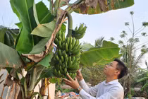 Nam giảng viên nghỉ dạy về làm nông nghiệp sạch, thu hàng chục tỷ mỗi năm