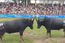 Hàng vạn người chen chân tại lễ hội chọi trâu Đồ Sơn