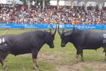 Hàng vạn người chen chân tại lễ hội chọi trâu Đồ Sơn