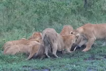 Dựng tóc gáy cảnh bầy sư tử ăn tươi nuốt sống lợn rừng