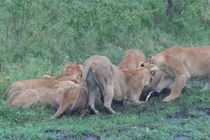 Dựng tóc gáy cảnh bầy sư tử ăn tươi nuốt sống lợn rừng