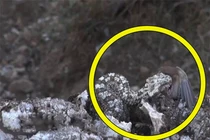 Rắn đuôi nhện dùng chiếc đuôi kỳ lạ làm bẫy bắt mồi