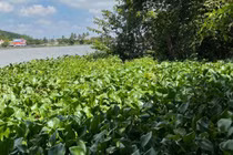 Hải Phòng: Phó giám đốc TT phát triển quỹ đất tử vong trong tư thế treo cổ